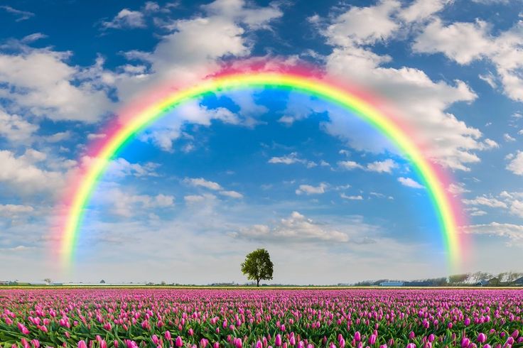 Landscape with tulip field and rainb